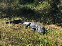 29 November 2018 Everglades and South Beach